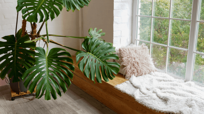 bay windows with pillows