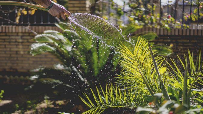 watering plants