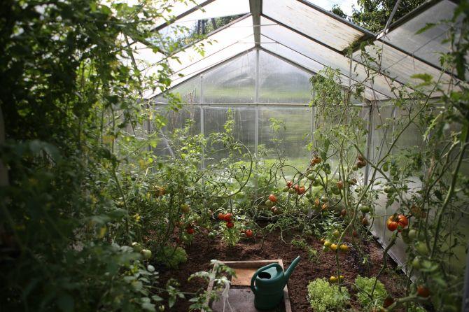 vegetable garden