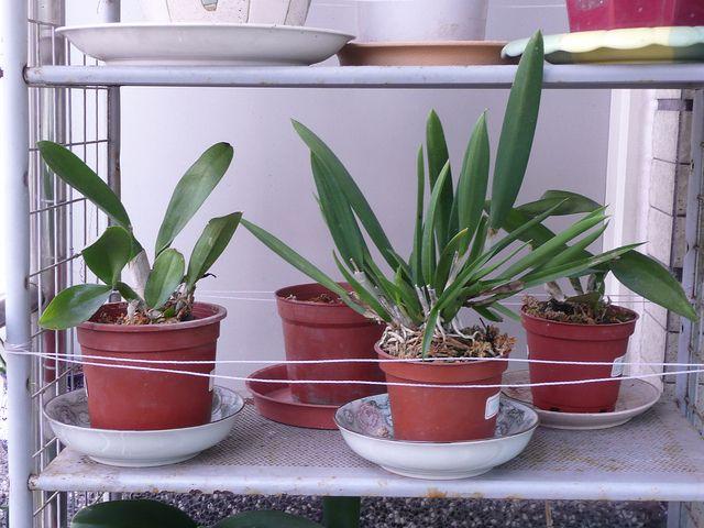 Potted plants on a shelf