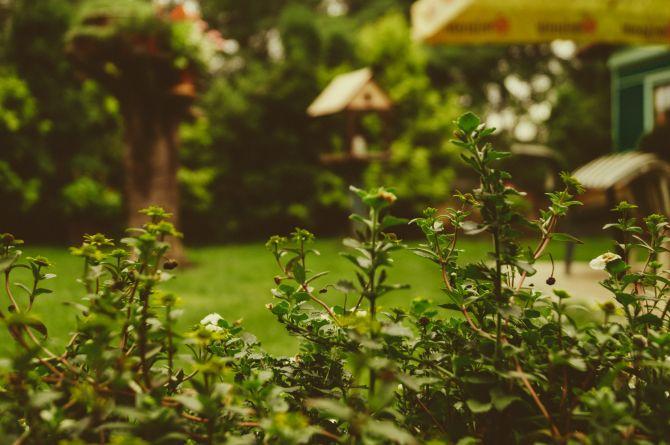 backyard plants