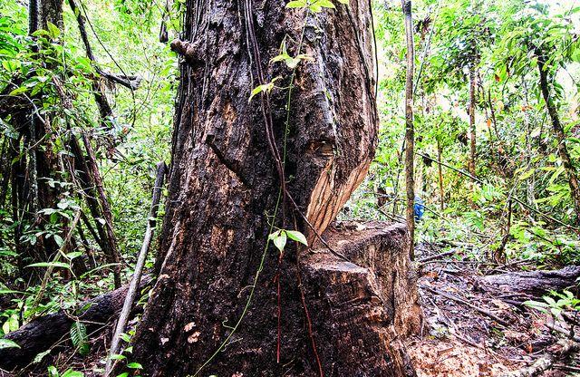 tree to cut down