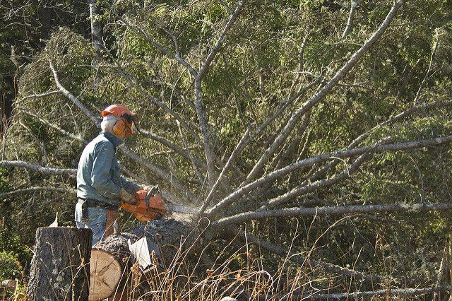 safe tree felling