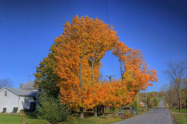 yellow leaf tree