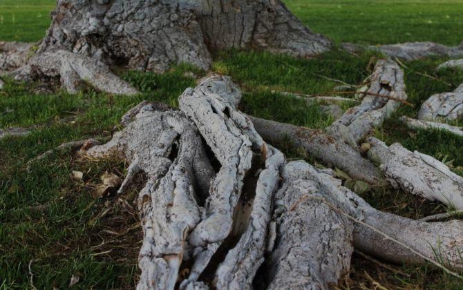 Tree root