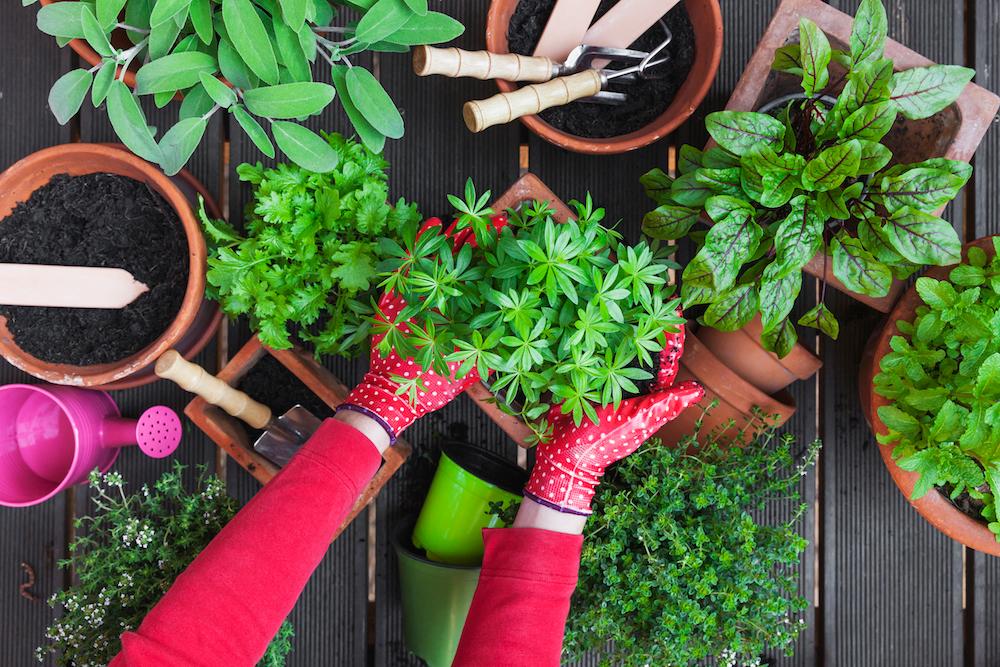 diy balcony herb garden