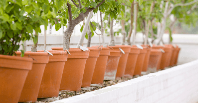 fruit tree