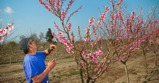 fruit tree