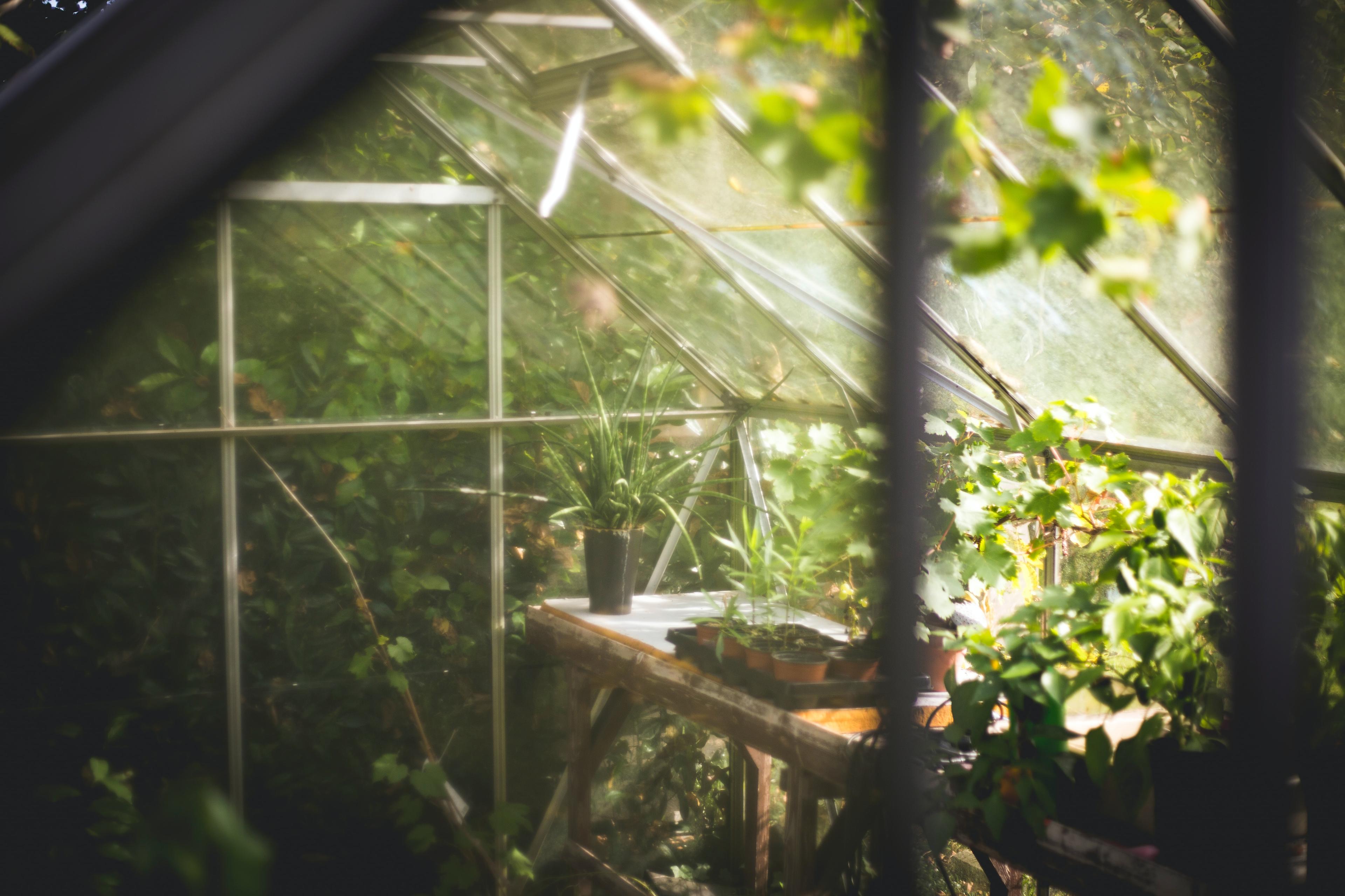 interior pov of greenhouse_how to maintain a greenhouse